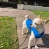 Vesta polar din fleece pentru caini si pisici diverse marimi si culori - imagine 5