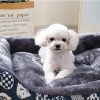 Pat pentru caini si pisici Cozy Buddy, diverse marimi si culori - imagine 3