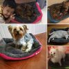 Pat pentru caini si pisici rezistent la apa Paw, diverse marimi si culori - imagine 7