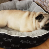 Pat pufos pentru animale de companie HotDog, diverse dimensiuni - imagine 8