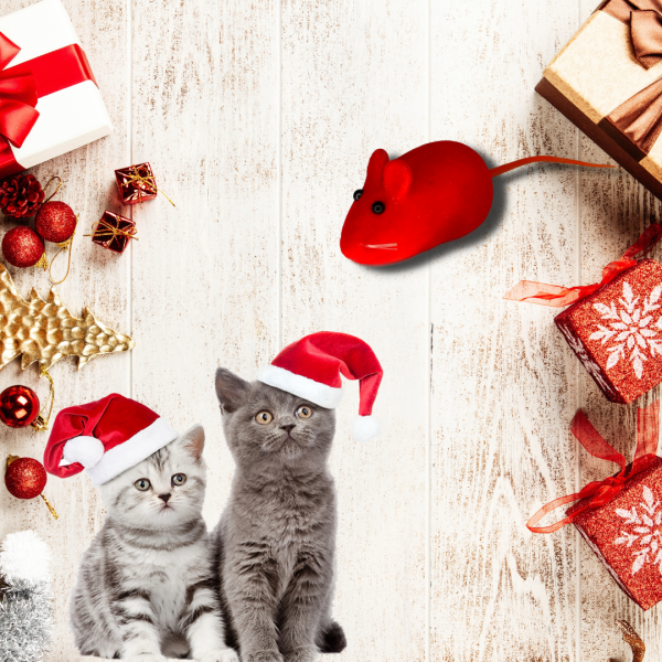 Cadou de Crăciun pentru PISICI - gata de pus sub brad - imagine 9