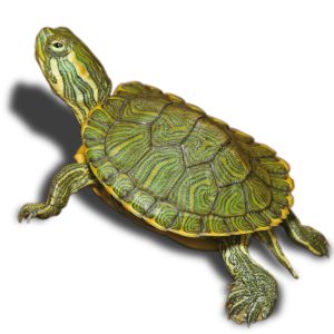 REPTILE & PESTI